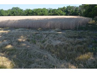 Property photo 11 - 108 +/- Acres Offered in 2 Tracts - Land Auction